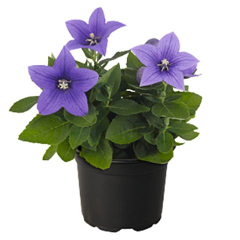 Platycodon grandiflorus POP STAR BLUE