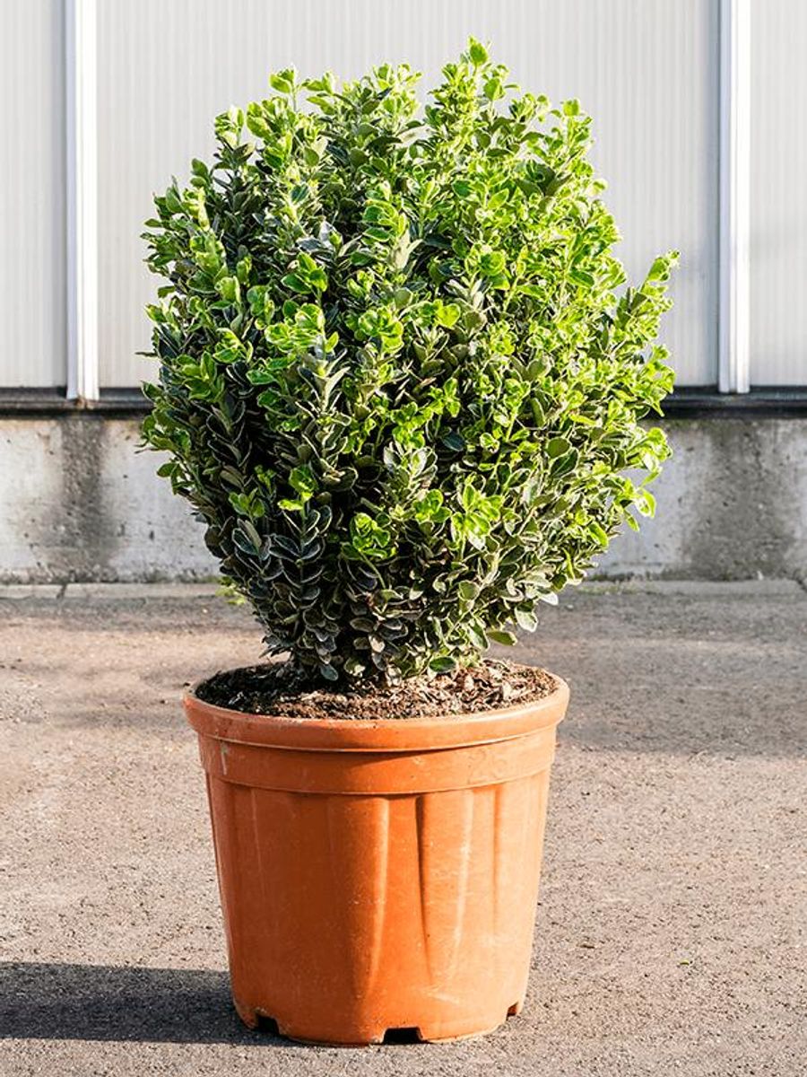 Euonymus japonicus 'Albomarginatus' — Plant Wholesale FlorAccess