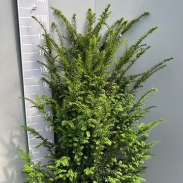 Taxus baccata