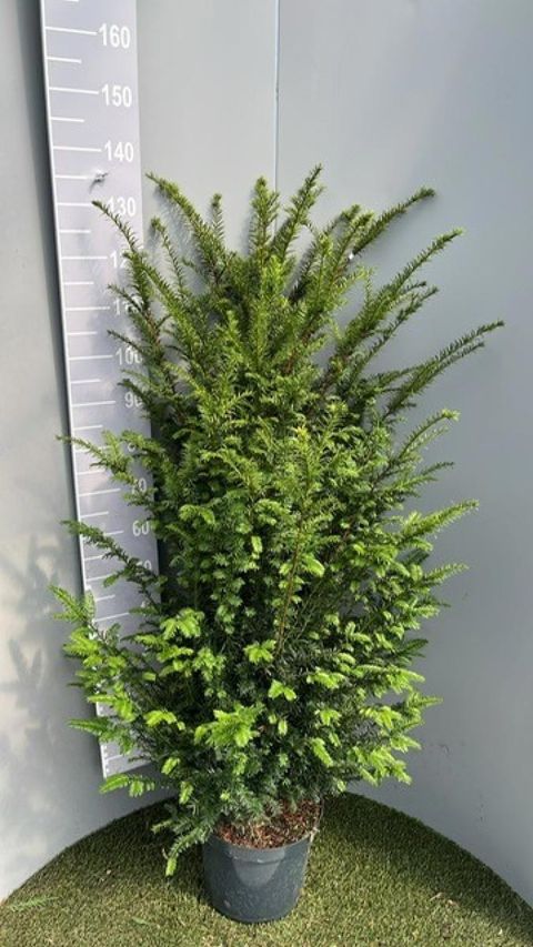 Taxus baccata
