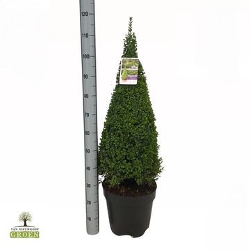 Buxus sempervirens