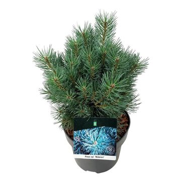 Pinus sylvestris 'Watereri'