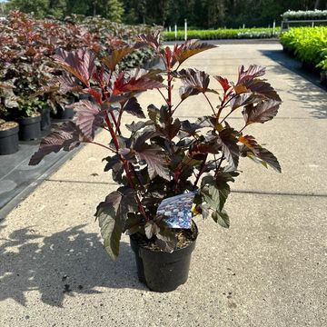 Physocarpus opulifolius LADY IN RED