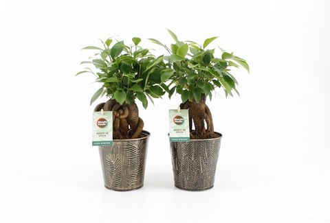 Ficus retusa