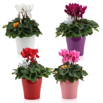 Cyclamen persicum SUPER SERIE S ALLURE MIX