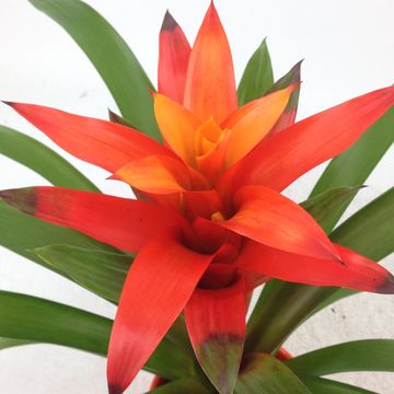 Guzmania 'Variada'