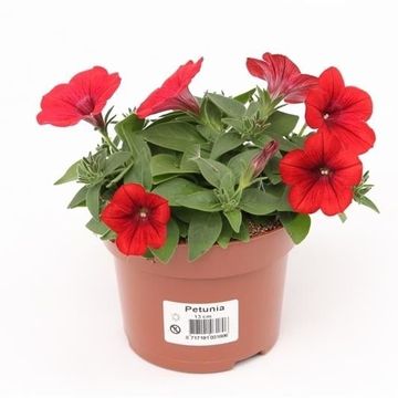 Petunia FAMOUS RED