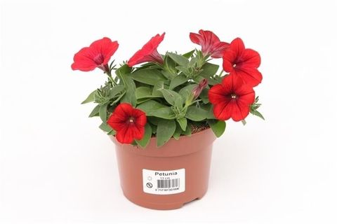 Petunia FAMOUS RED