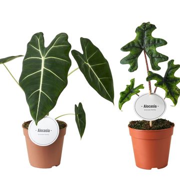 Alocasia MIX