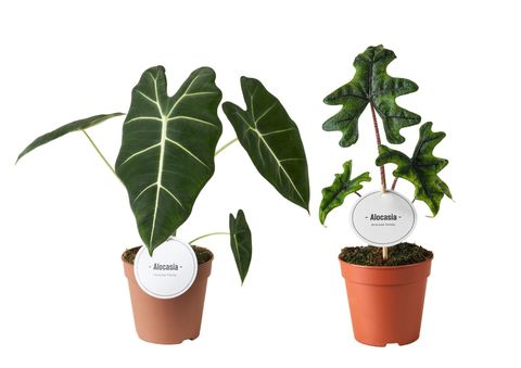 Alocasia MIX