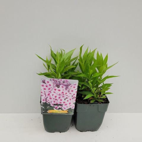 Phlox FLAME PRO SOFT PINK