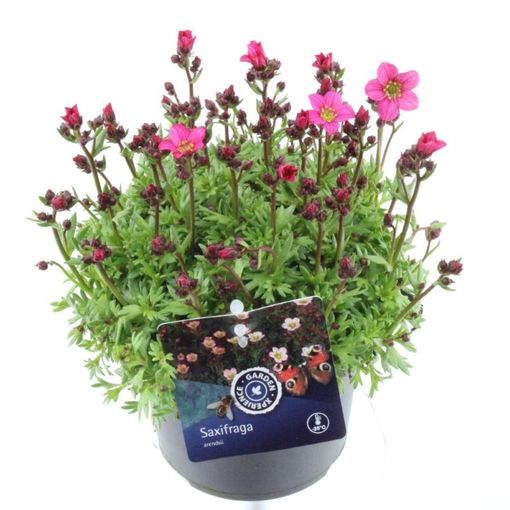 Saxifraga MARTO ROSE