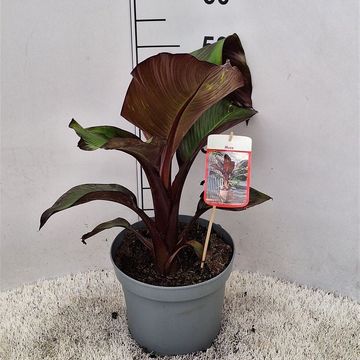 Musa 'Tropicana'