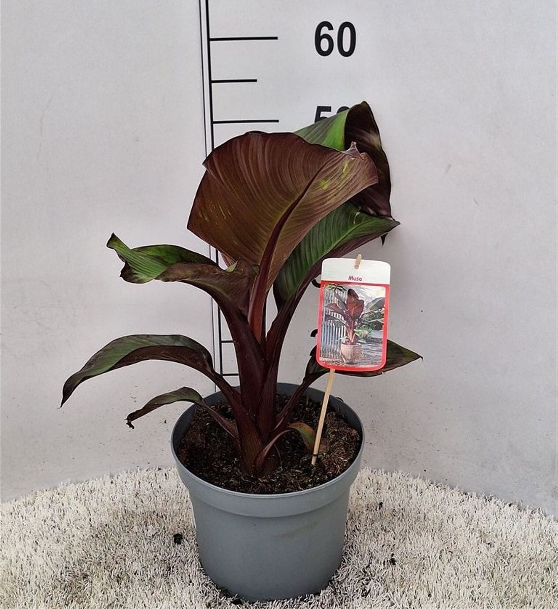 Musa 'Tropicana' — Plant Wholesale FlorAccess