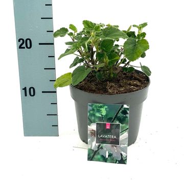 Lavatera 'Barnsley Baby'