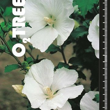 Hibiscus syriacus FLOWER TOWER WHITE