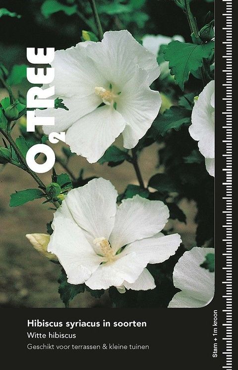 Hibiscus syriacus FLOWER TOWER WHITE