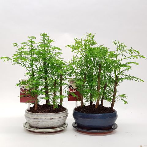 Metasequoia glyptostroboides