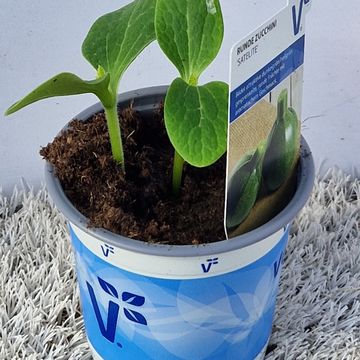 Cucurbita pepo 'Satellite'