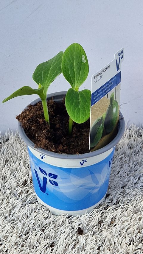 Cucurbita pepo 'Satellite'