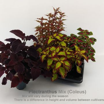 Plectranthus MIX