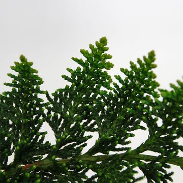 Chamaecyparis pisifera 'Teddy Bear'