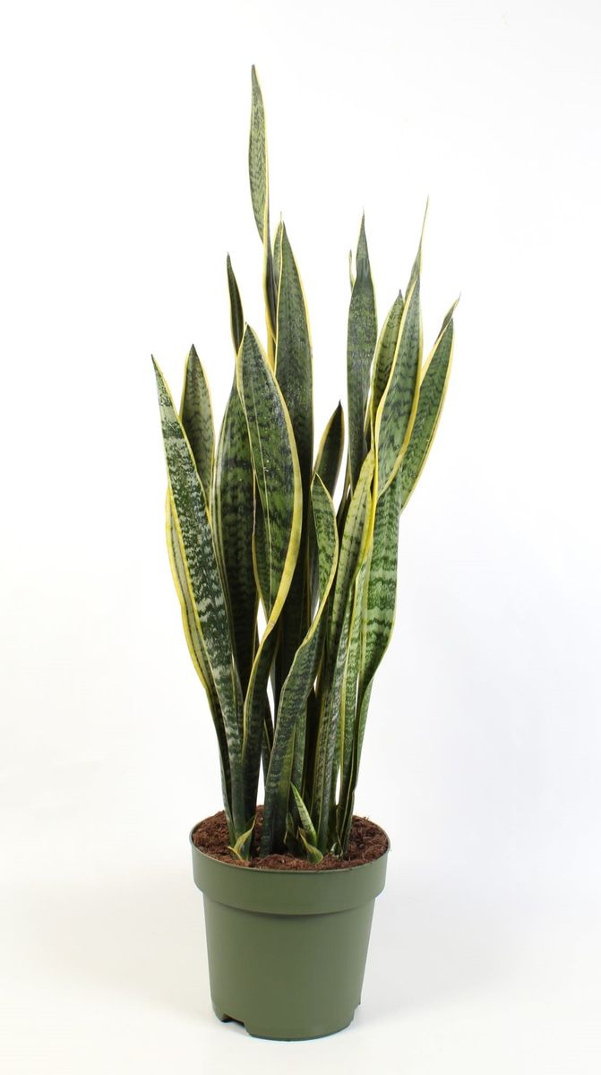 Sansevieria trifasciata 'Laurentii' — Plant Wholesale FlorAccess