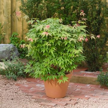 Acer palmatum 'Осаказуки'