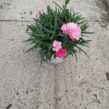 Dianthus I LOVE U