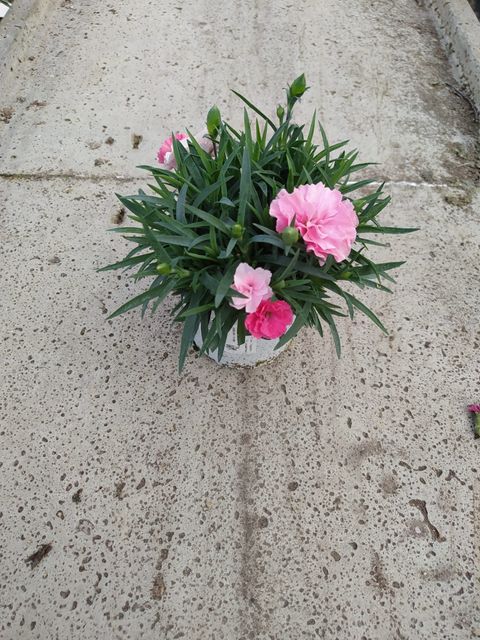 Dianthus I LOVE U