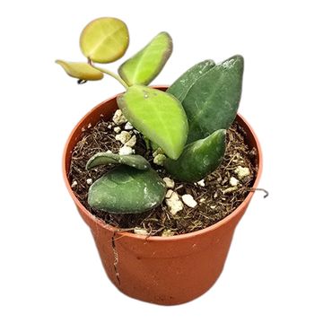 Hoya burtoniae