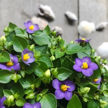 Exacum affine 'Blue Star'