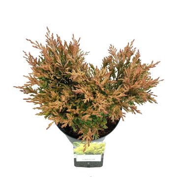 Juniperus horizontalis 'Limeglow'