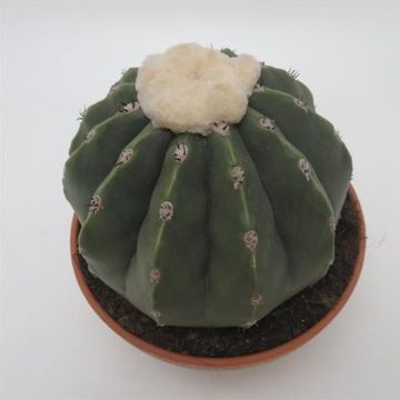 Melocactus maxonii inermis