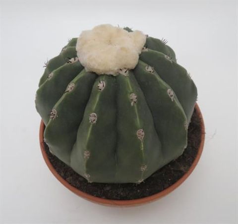 Melocactus maxonii inermis