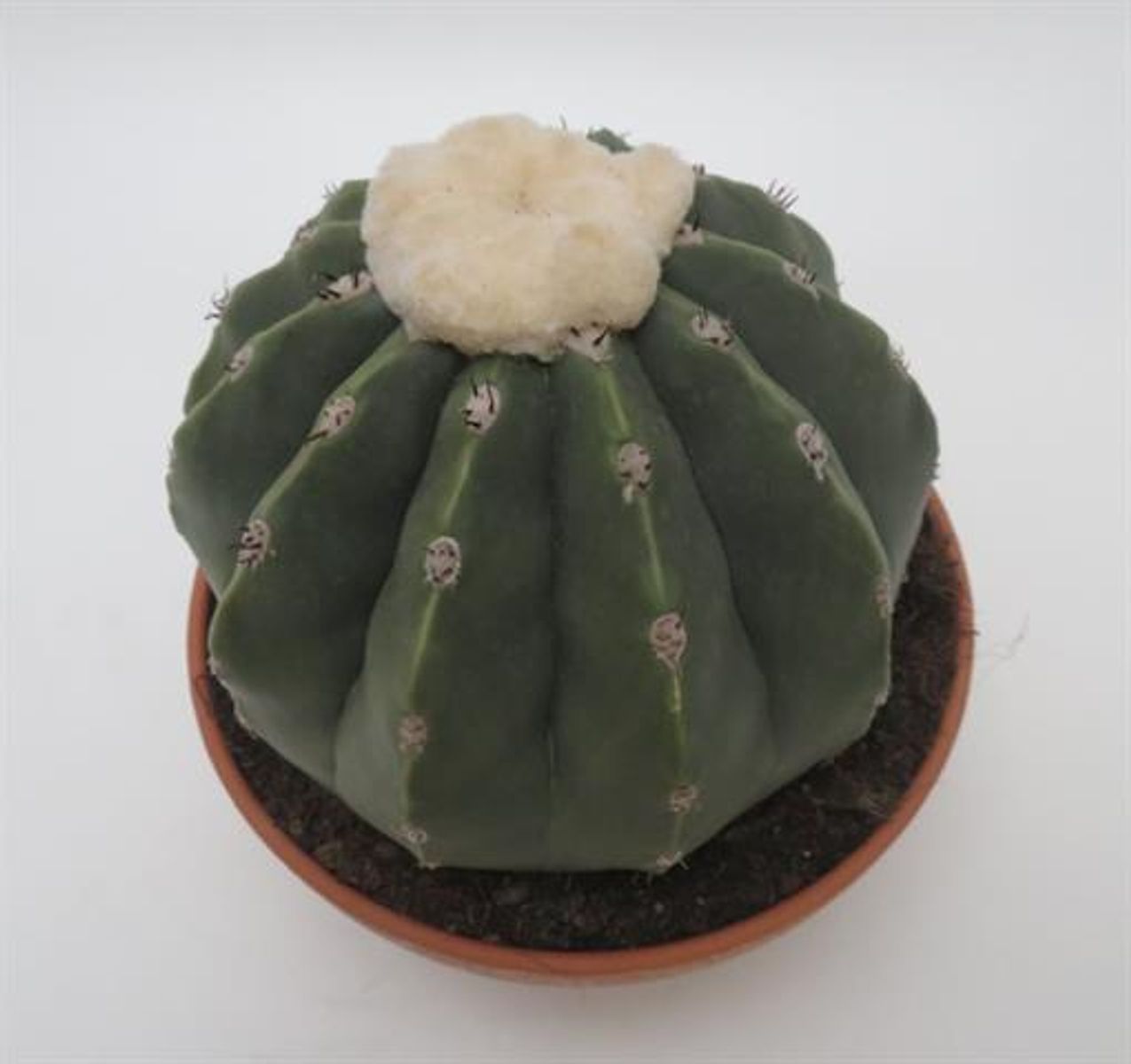 Melocactus maxonii inermis  Plant Wholesale FlorAccess