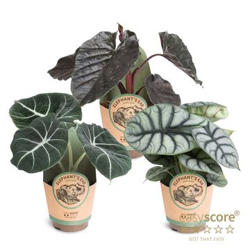 Alocasia MIX