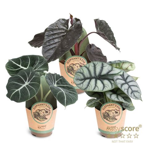 Alocasia MIX