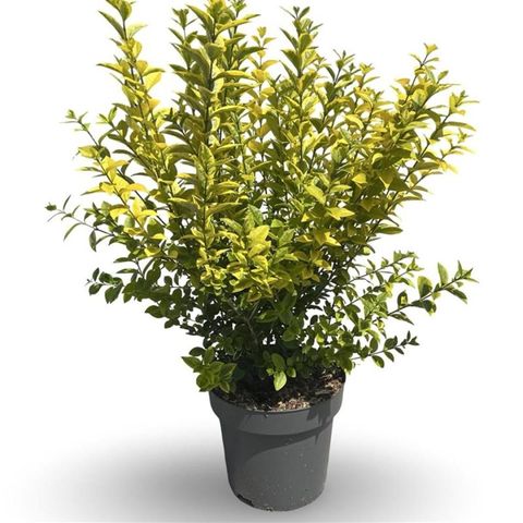 Ligustrum ovalifolium 'Aureum'  Plant Wholesale FlorAccess