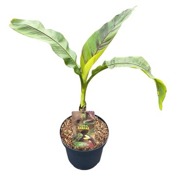 Musa sikkimensis 'Ever Red'