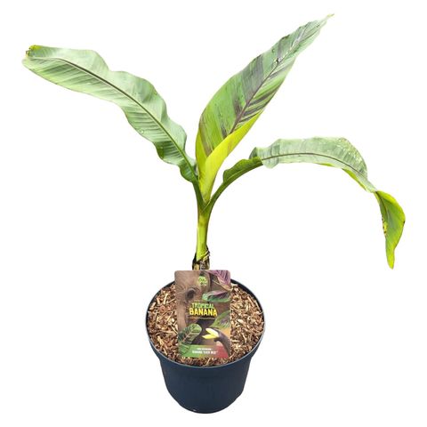 Musa sikkimensis 'Ever Red'