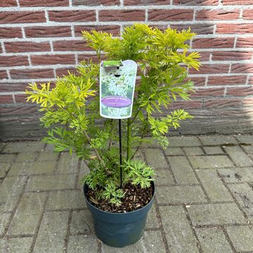 Sambucus nigra GOLDEN TOWER