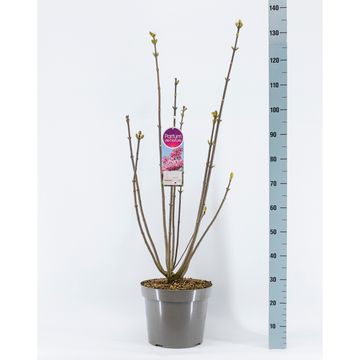 Syringa 'Miss Canada'