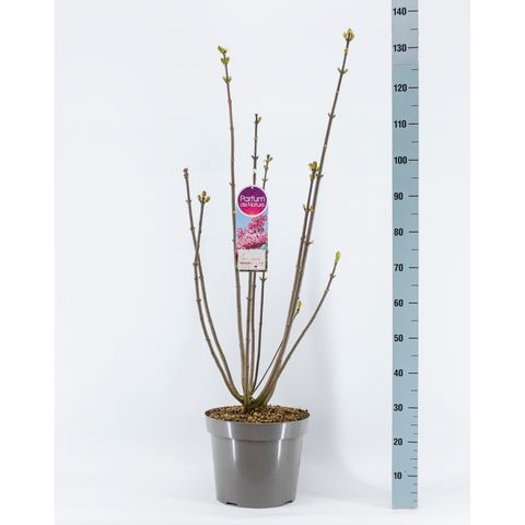 Syringa 'Miss Canada'