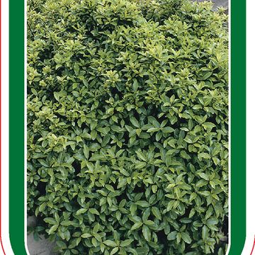 Pittosporum tenuifolium 'Golf Ball'