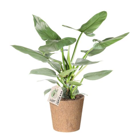 Philodendron hastatum 'Silver Sword'