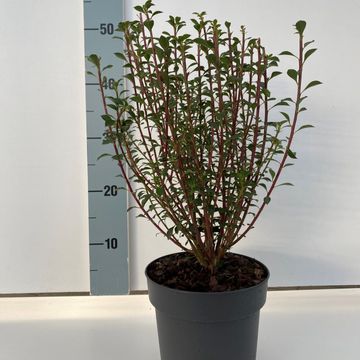 Enkianthus campanulatus