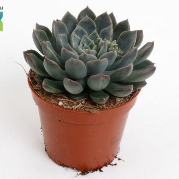 Echeveria 'Orion'