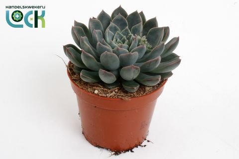 Echeveria 'Orion'