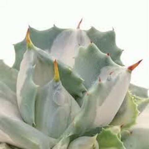 Agave potatorum verschaffeltii 'Shoji Raijin Mediopicta Alba'